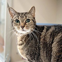adopt-pet