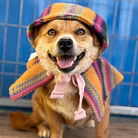 adopt a pet