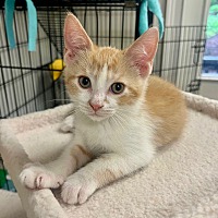 Adopt A Pet :: Stewie - Big Canoe, GA