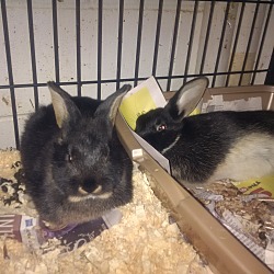 Thumbnail photo of Snickers and Hershey #2