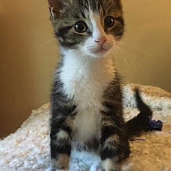Thumbnail photo of Brutus - Adopted July 2017 #2