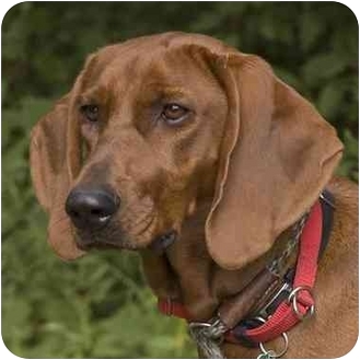 Westfield, NY - Redbone Coonhound. Meet Annie-Little Ann a Pet for ...