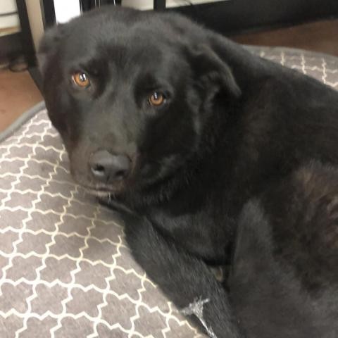 Adopt Livvy a Black Labrador Retriever / Mixed Breed ...