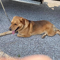 Adopted Pets At Bracken County Animal Shelter In Brooksville Kentucky