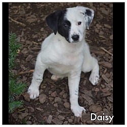 Thumbnail photo of Daisy #3