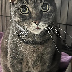 Photo of Bella