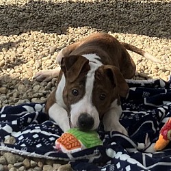 Photo of John - 15 week old male