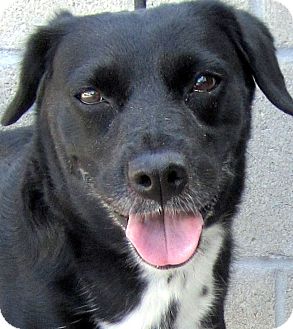 Los Angeles, CA - Labrador Retriever. Meet Valerie *VIDEO ...