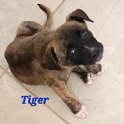 Thumbnail photo of Tiger #4