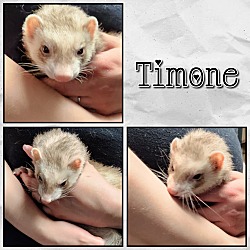 Thumbnail photo of Timone #1