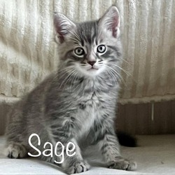 Photo of Sage