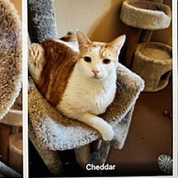 Thumbnail photo of Cheddar #2