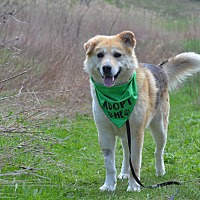 adopt-pet