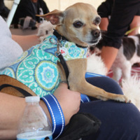 adopt-pet