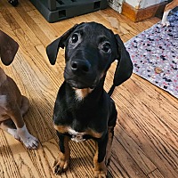 adopt a pet