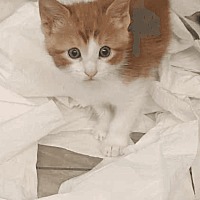 adopt-pet