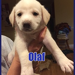 Thumbnail photo of Olaf - PENDING - in Maine #3