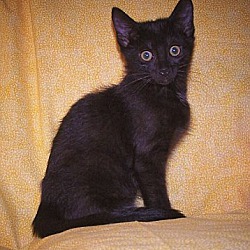 Thumbnail photo of Jasper-A Jewel of a kitten #3