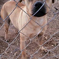 Photo of Flossie ($100 adopt fee)