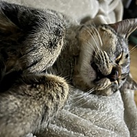 Photo of Sidney* Lap CAT!!! **