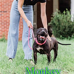 Thumbnail photo of Monkey #2