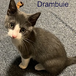 Thumbnail photo of Drambuie #2