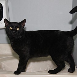 Thumbnail photo of Onyx (Neutered) In Foster Care #4
