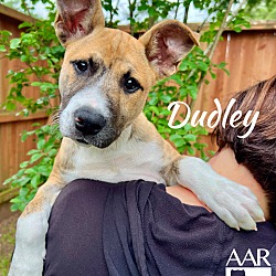 Thumbnail photo of Dudley #2