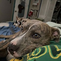 adopt a pet