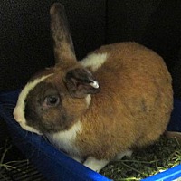 adopt-pet