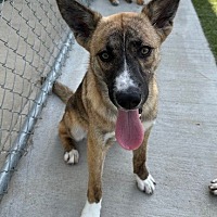 adopt a pet