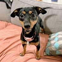 adopt a pet