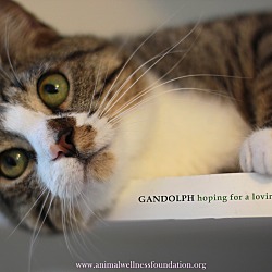 Thumbnail photo of Gandolph #2