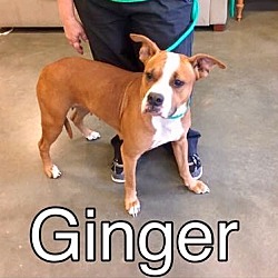 Thumbnail photo of Ginger-ADOPTED #2
