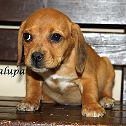 Thumbnail photo of Chalupa~adopted! #2