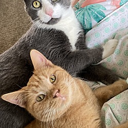 Photo of Tater and Dill