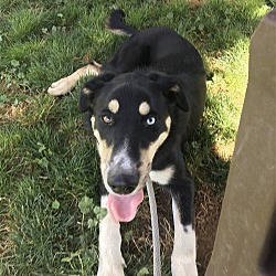 Photo of Koda - $135