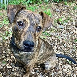 Thumbnail photo of Caramel - VERY FRIENDLY Water-lovin’ pup!! #3