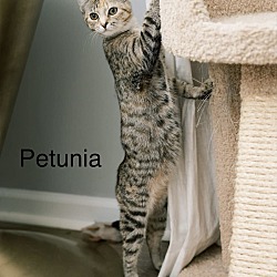 Thumbnail photo of Petunia #3