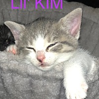 Adopt A Pet :: Lil Kim - Leonardtown, MD