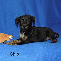 Thumbnail photo of Chip #1