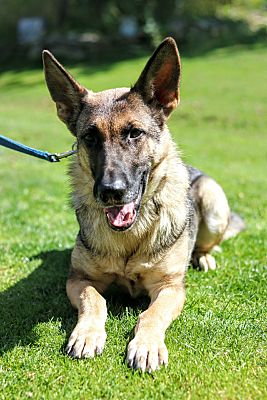 New York, NY - German Shepherd Dog. Meet Rexi a Pet for Adoption ...