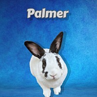 Photo of Palmer