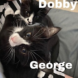 Photo of George and dobby 