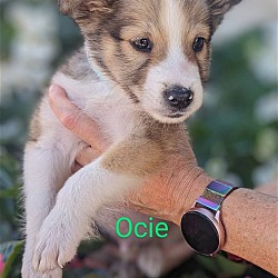 Photo of Ocie