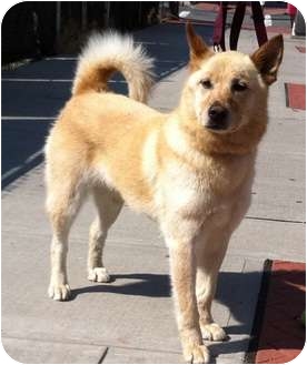 akita chow husky mix