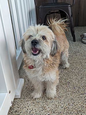 Thousand Oaks, CA - Shih Tzu/Lhasa Apso. Meet Strawberry a Pet for