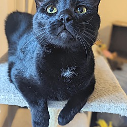 Thumbnail photo of Jiji #1