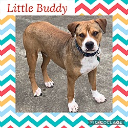 Thumbnail photo of Little Buddy #1