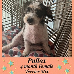 Photo of POLLUX –4 MO FEM POODLE TERRIE